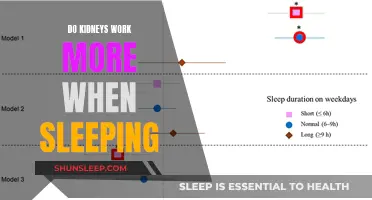 How Kidneys Work While We Sleep