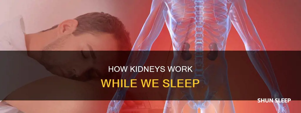 do kidneys work more when sleeping