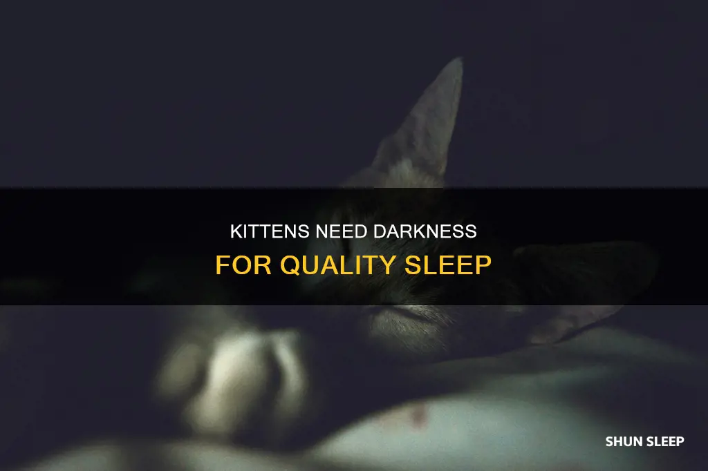 do kitens need darkness to sleep well