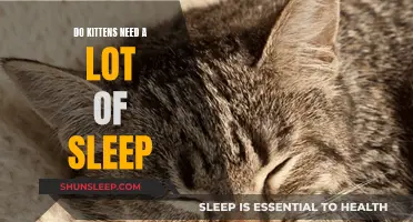 Kittens' Sleep: What You Need to Know About Their Naps