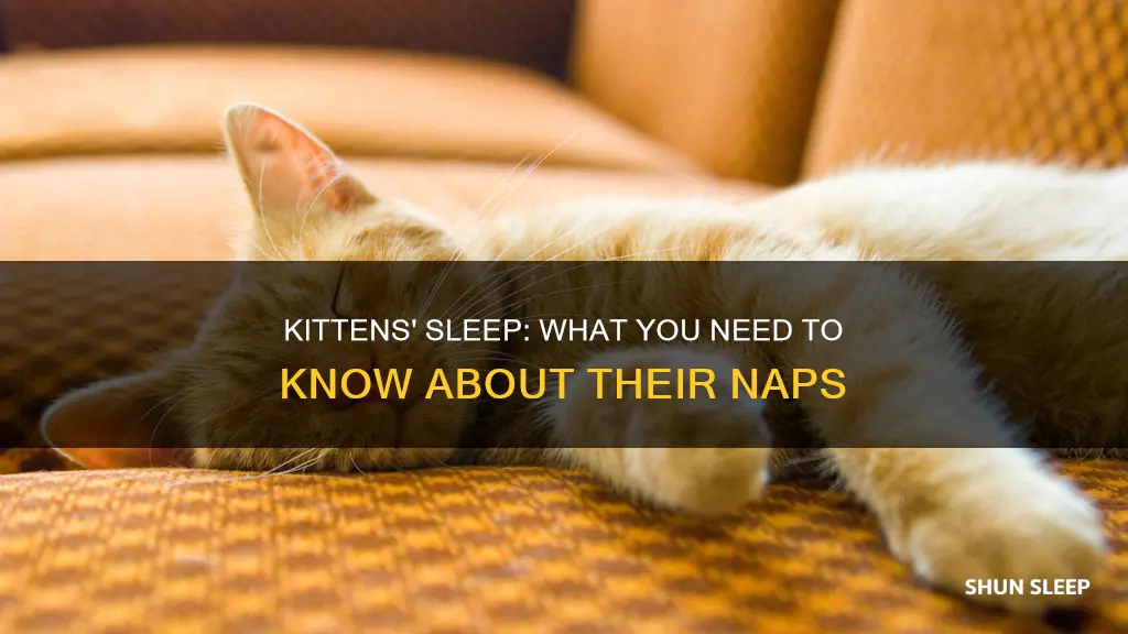 do kittens need a lot of sleep