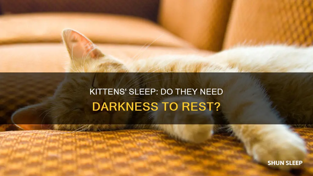 do kittens need dark to sleep
