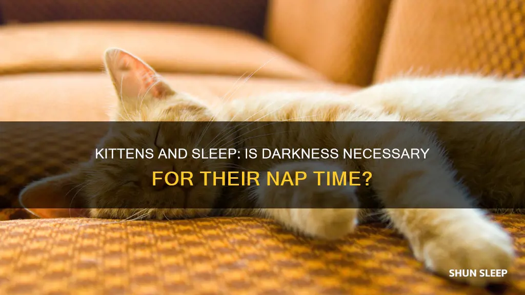 do kittens need to sleep in thedark