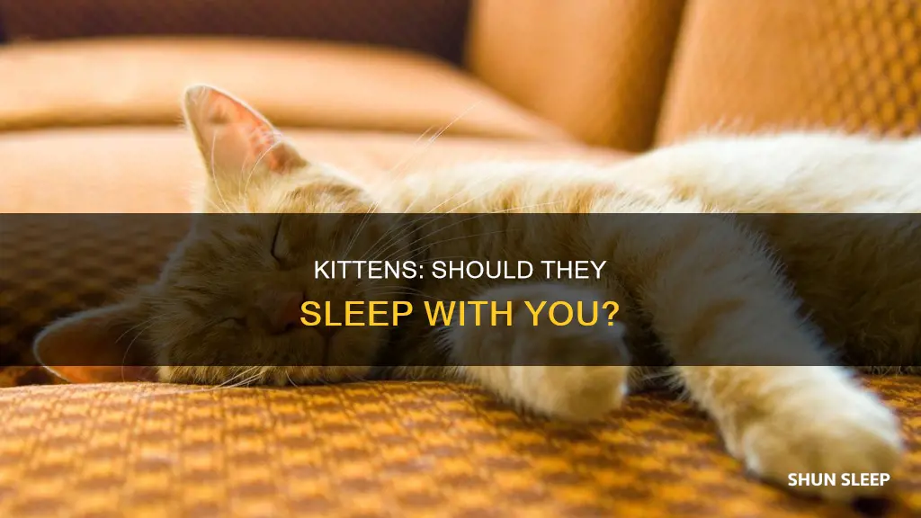 do kittens need to sleep with you