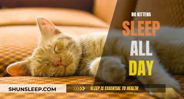 Kittens' Sleep Patterns: All-Day Naps or Active?