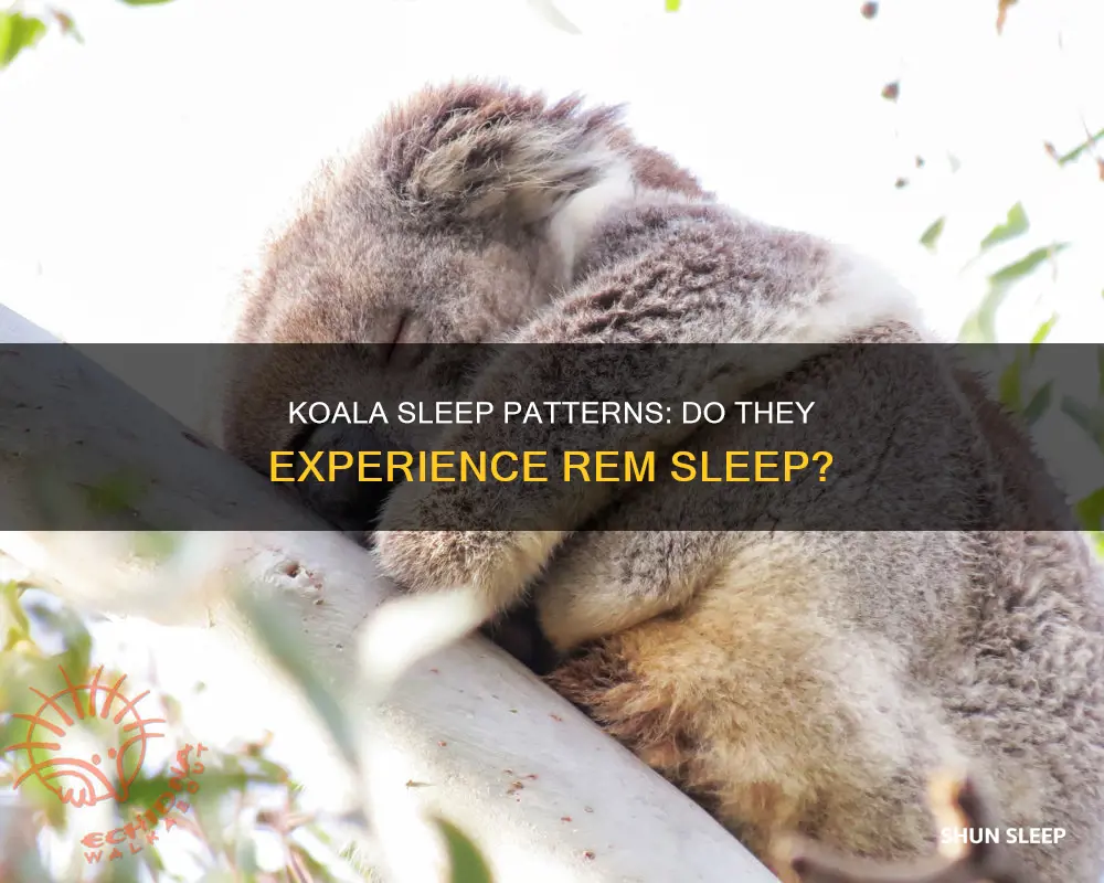 do koalas have rem sleep