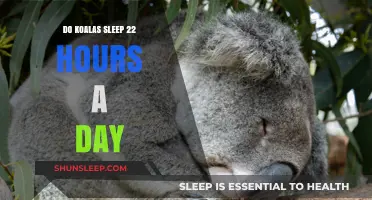 Unraveling the Myth: Do Koalas Really Sleep 22 Hours a Day?