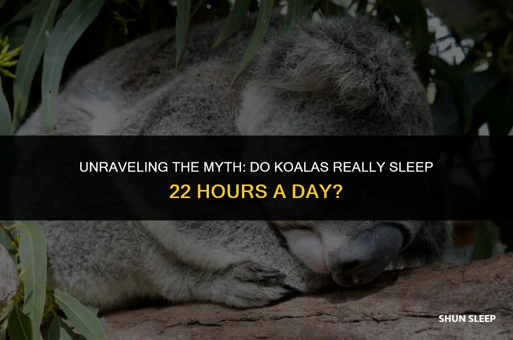 do koalas sleep 22 hours a day