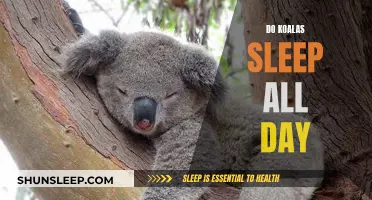 Koala Sleep Patterns: Do They Sleep All Day?