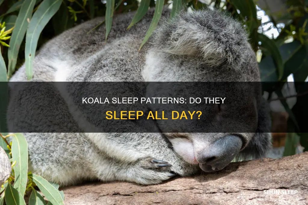 do koalas sleep all day