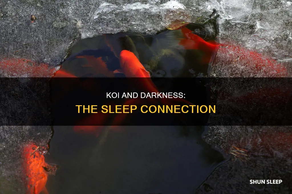 do koi need darkness to sleep