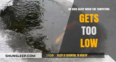 Do Kois Sleep in Cold Water? Understanding Their Behavior at Low Temperatures