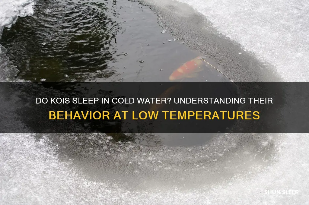 do kois sleep when the tempeture gets too low