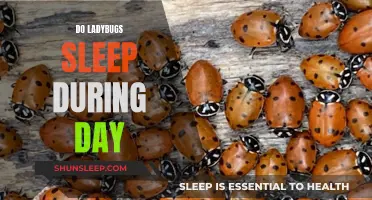 Daytime Sleep: The Secret Life of Ladybugs