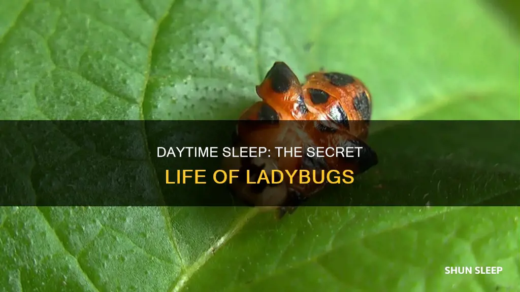 do ladybugs sleep during day