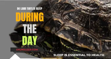 Daytime Sleep Patterns of Land Turtles: An Exploration