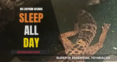 Leopard Geckos: Are They Nocturnal or Just Lazy?