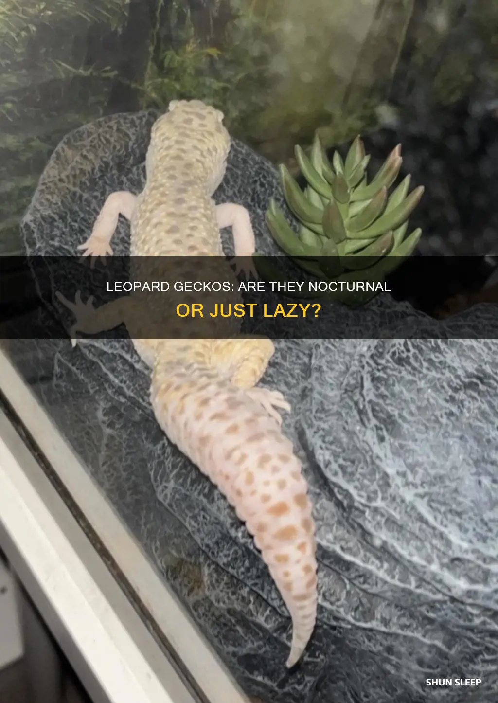 do leopard geckos sleep all day