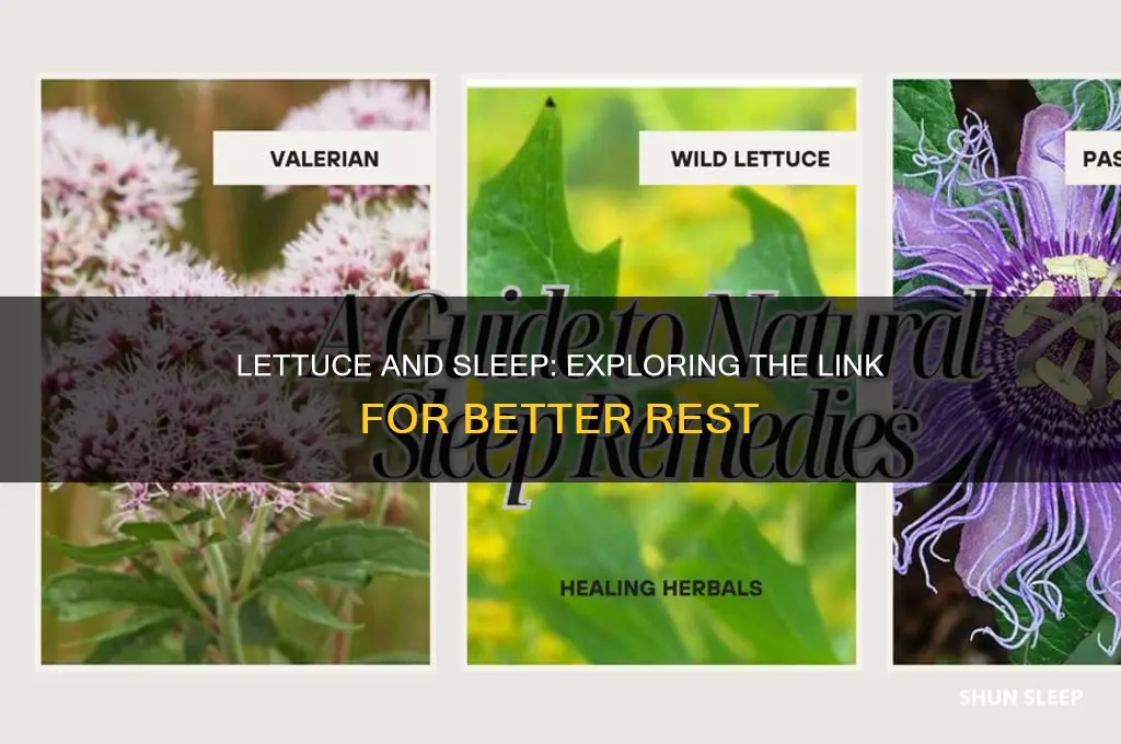 do lettuce help you sleep