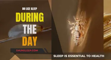 Lice Activity: Do They Sleep During the Day?