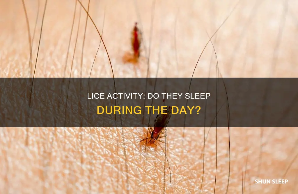 do lice sleep during the day