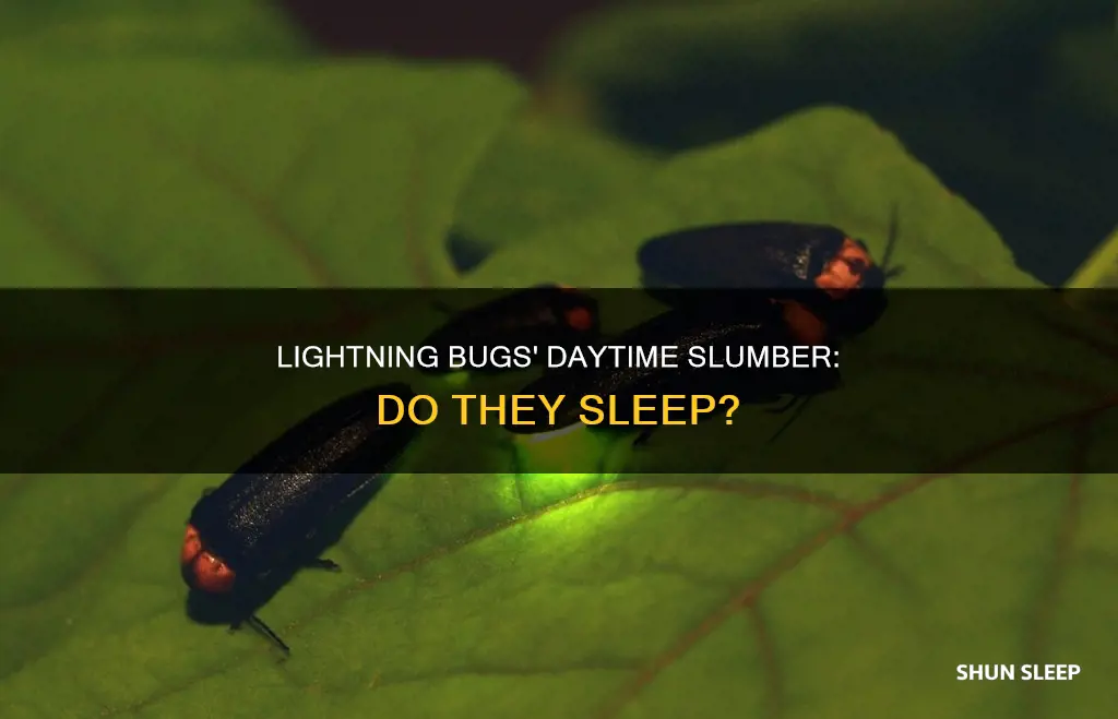 do lightning bugs sleep during the day