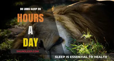 Unveiling the Truth: Do Lions Really Sleep 20 Hours a Day?