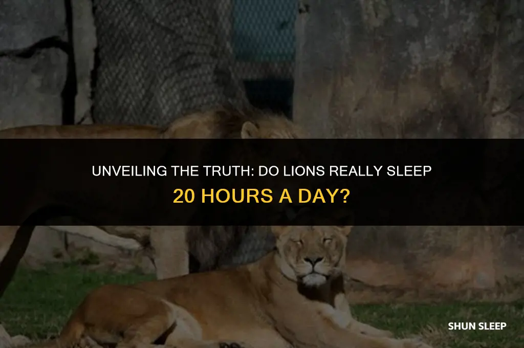 do lions sleep 20 hours a day