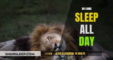 Lions' Daily Sleep Patterns: Unraveling the Mystery