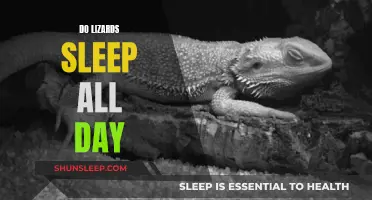 Lizards' Sleep Patterns: All-Day Snoozers or Not?