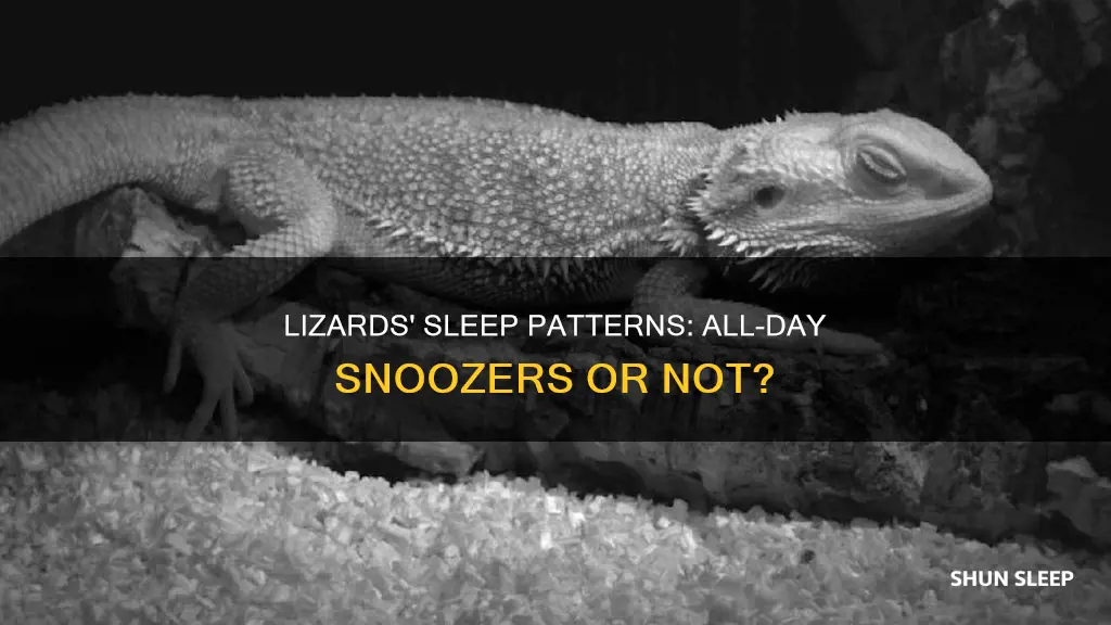 do lizards sleep all day