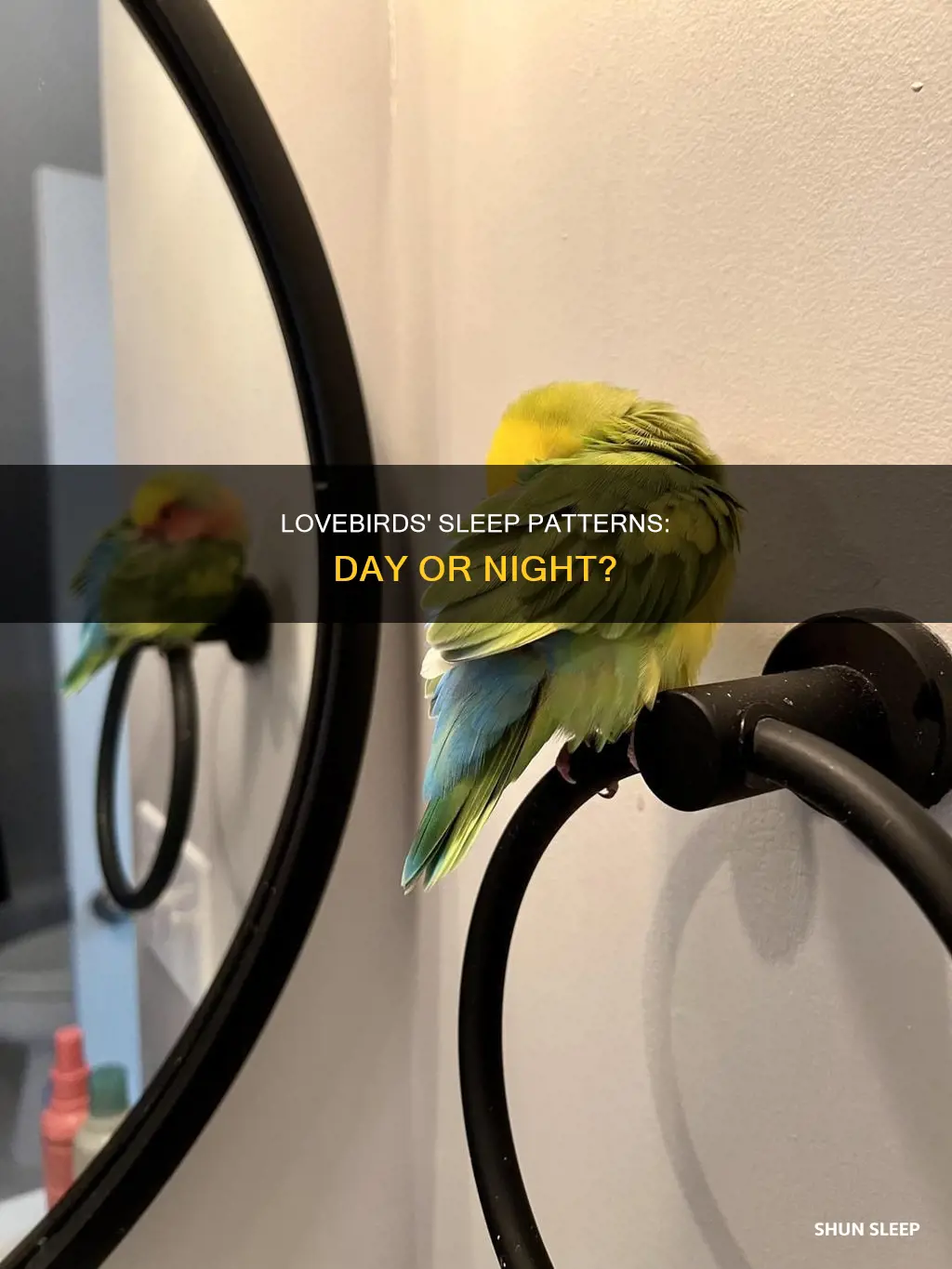 do lovebirds sleep during the day