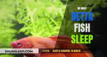 Betta Fish and Sleep: Do They Rest?
