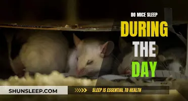 Daytime Sleep: Do Mice Have Siestas?