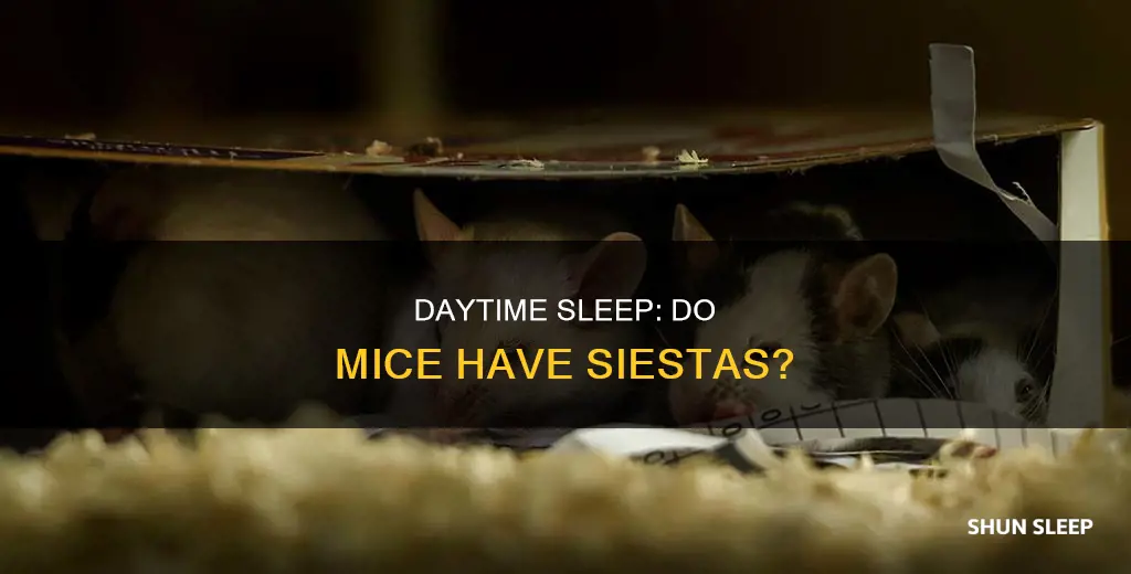 do mice sleep during the day