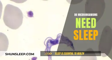 Microorganisms and Sleep: Is It Necessary?