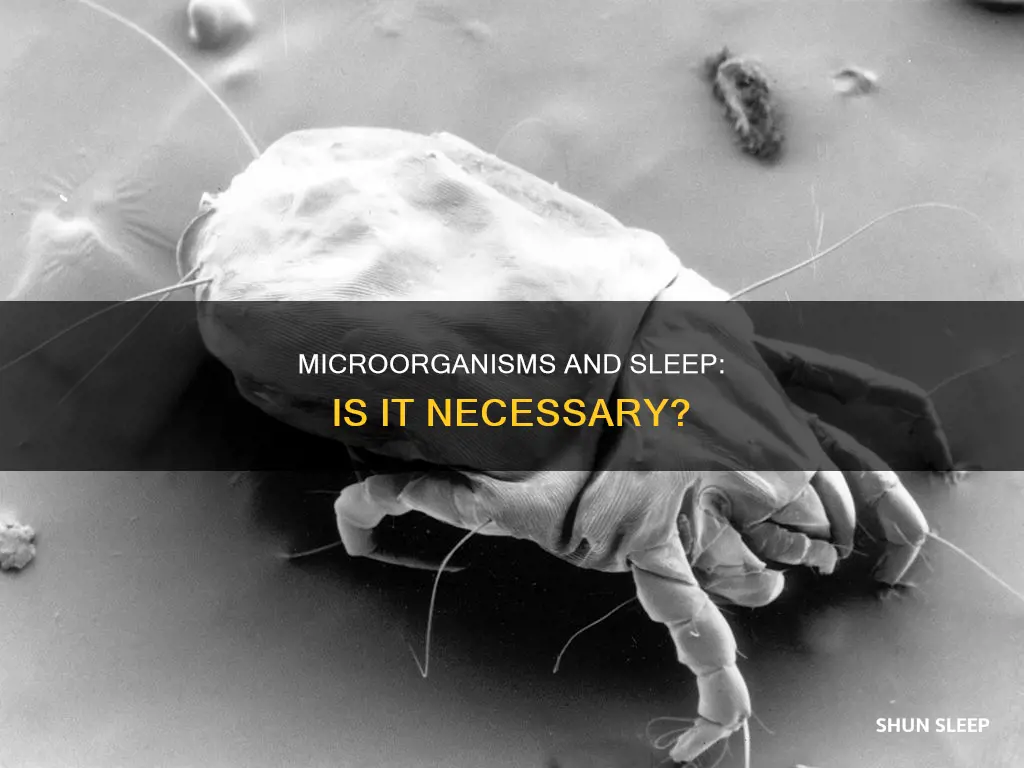 do microorganisms need sleep