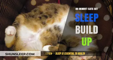 Understanding Minuet Cats' Sleep Patterns: Do They Accumulate Sleep Debt?