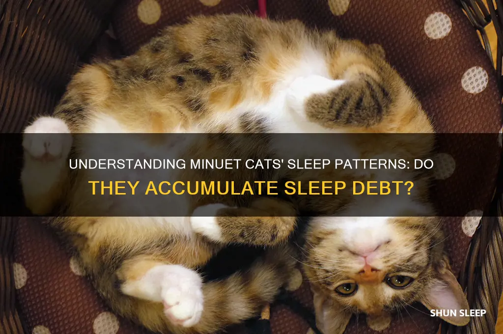 do minuet cats get sleep build up