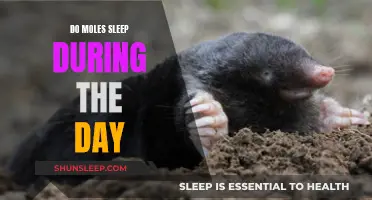 Do Moles Sleep During the Day? Understanding Their Habits