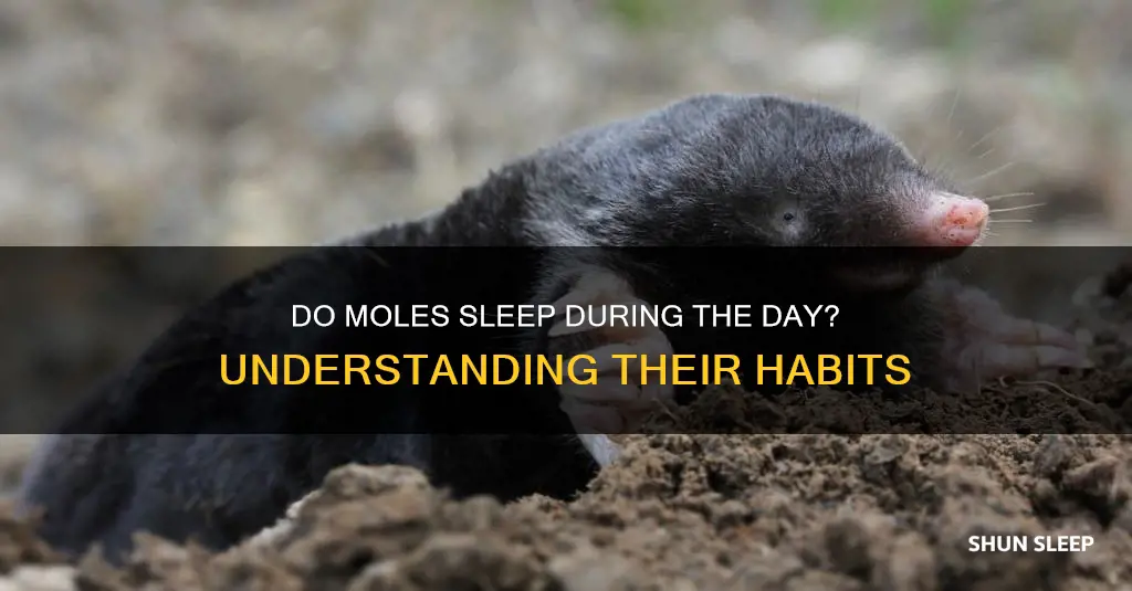 do moles sleep during the day