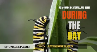 Do Monarch Caterpillars Sleep During the Day?