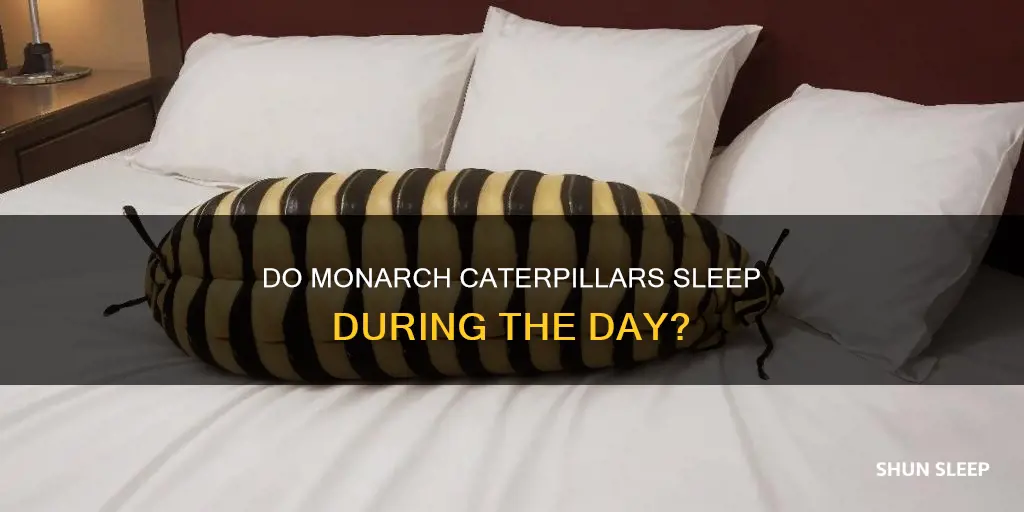 do monarch caterpillars sleep during the day