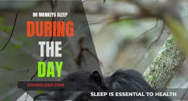 Monkeys' Sleep Patterns: Daytime Naps and Nighttime Slumbers