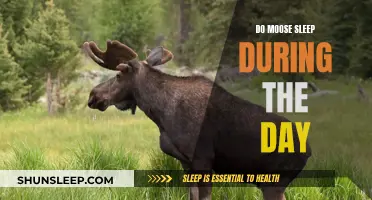 Daytime Moose Behavior: Do They Sleep or Stay Awake?