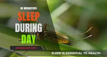 Mosquitoes' Sleep Patterns: Daytime Dozing or Active Hours?