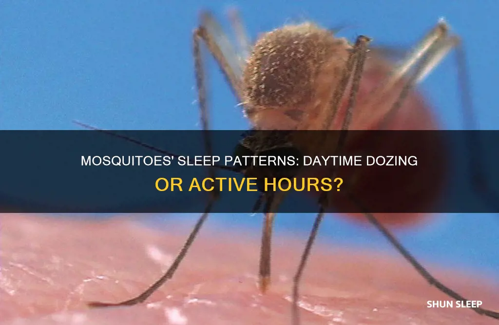 do mosquitoes sleep during day