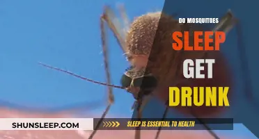 Mosquitoes' Sleep and Intoxication: Unraveling the Buzzing Mysteries