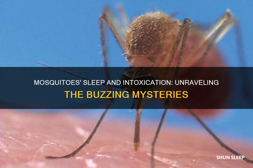 do mosquitoes sleep get drunk