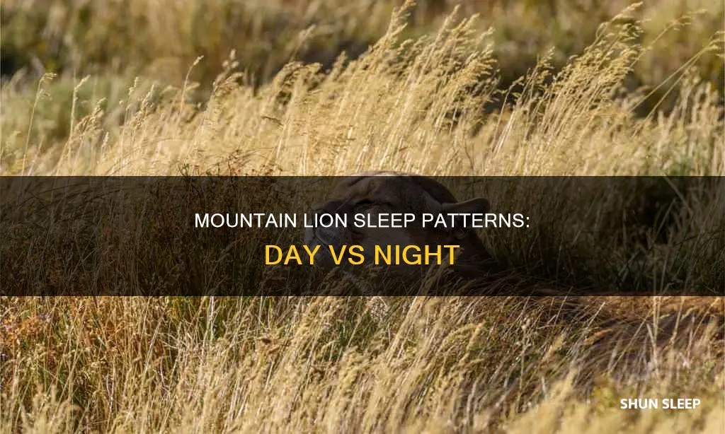 do mountain lions sleep during the day